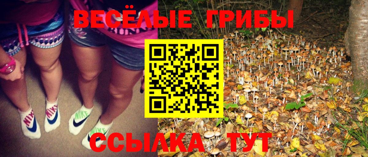 купить   Вход с VPN  Каменск-Шахтинский  Псилоцибиновые грибы прущие грибы  Псилоцибиновые грибы GOLDEN TEACHER 